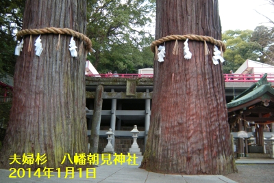 八幡朝見神社　夫婦杉