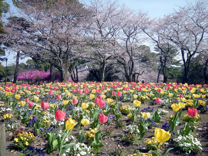 春の別府公園「お花畑」