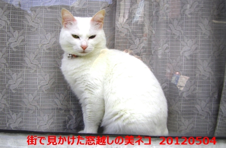 街で見かけた窓越しの美ネコ