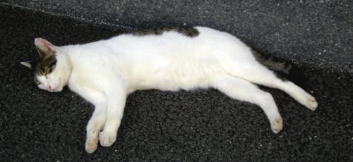 海門寺温泉前の昼寝中のネコ