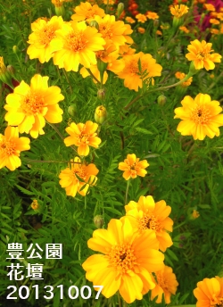 豊公園の花壇2