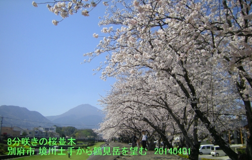 別府・境川の桜