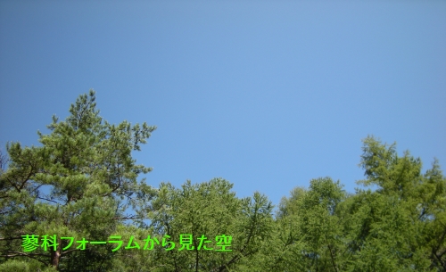 蓼科フォーラム 木々と空