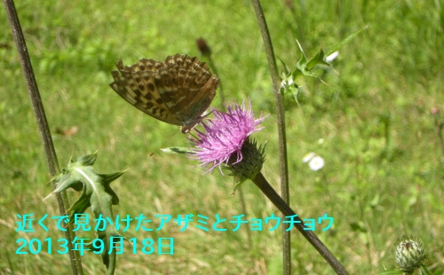近くで見かけたアザミとチョウチョウ