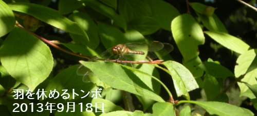 羽を休めるトンボ